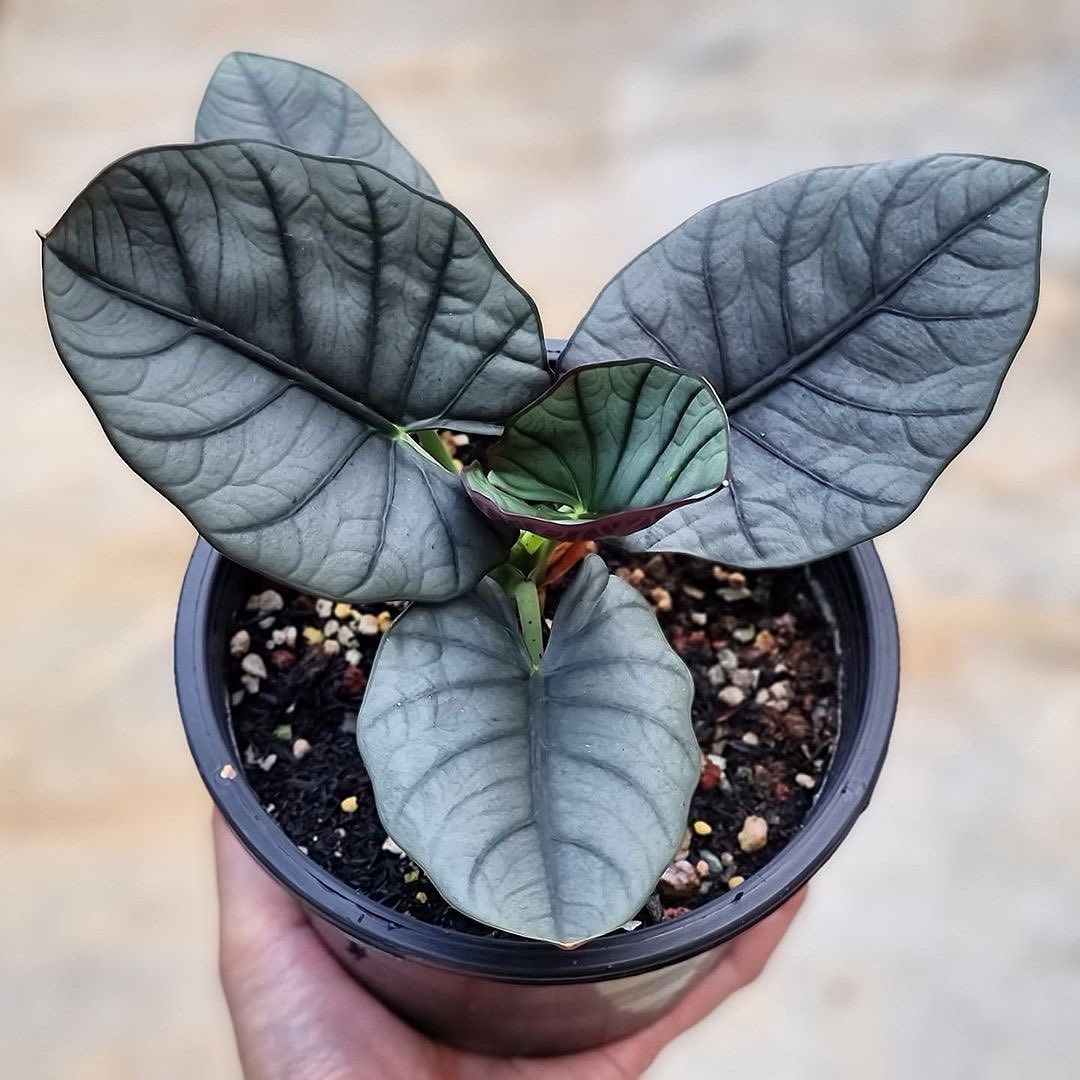 Alocasia Reginae Elaine